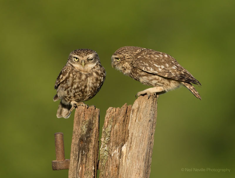  - Little Owl