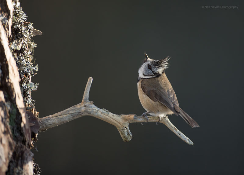  - Crested Tit