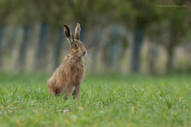  - Brown Hare