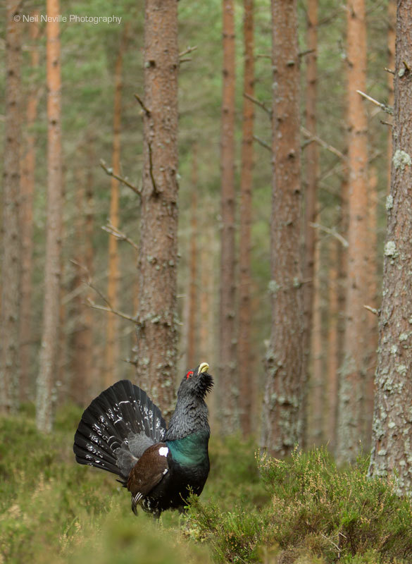  - Capercaillie