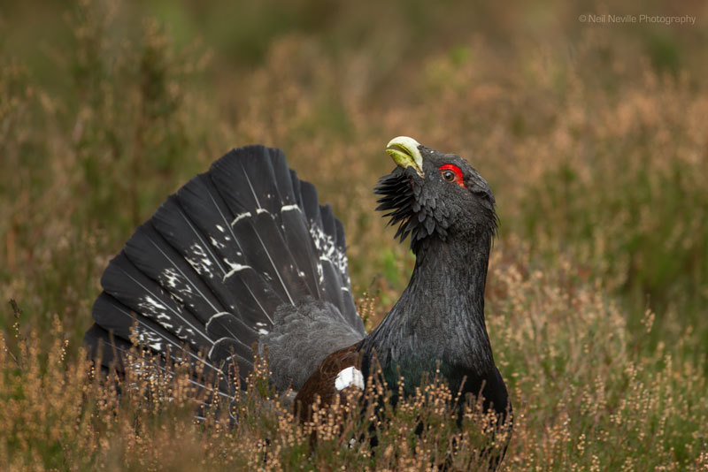  - Capercaillie