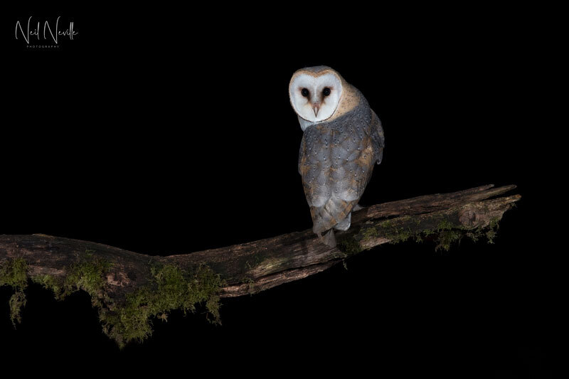  - Barn Owl