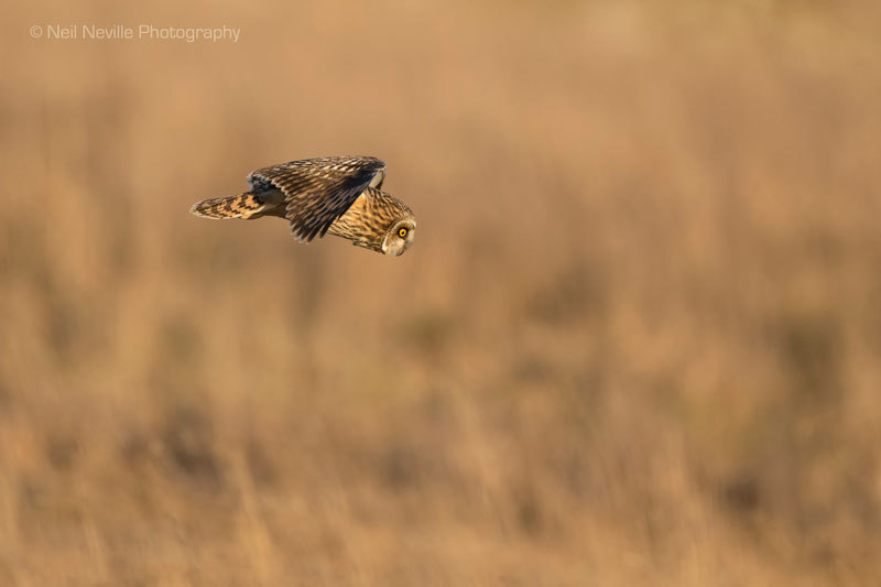  - Short Eared Owl