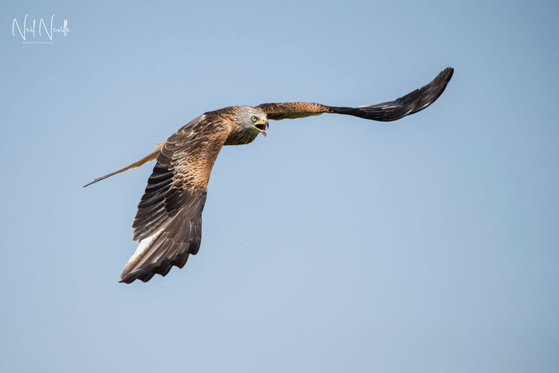  - Red Kite