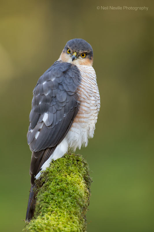  - Sparrowhawk