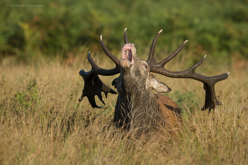  - Red Deer