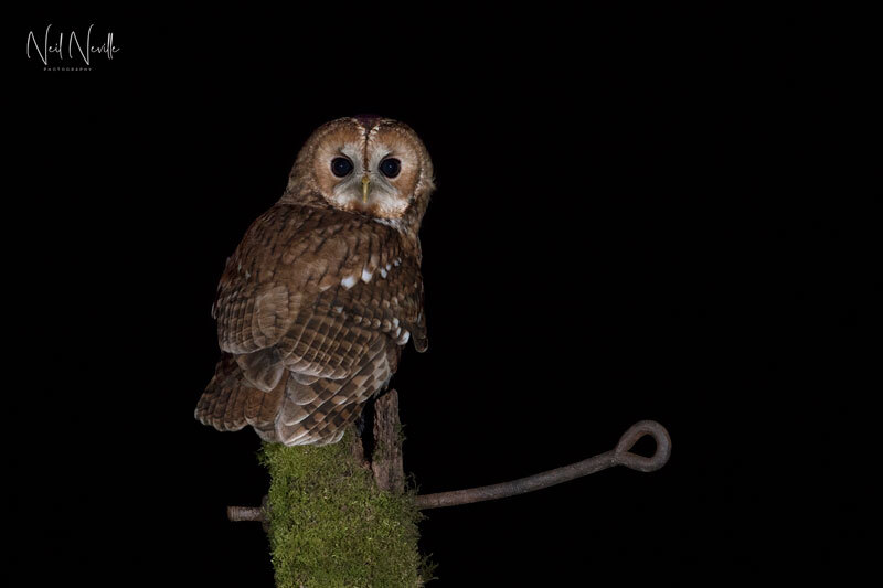  - Tawny Owl