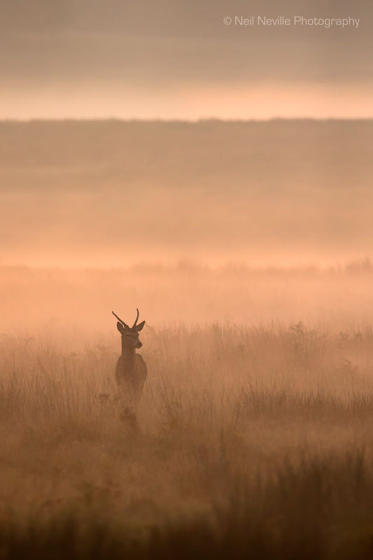  - Red Deer