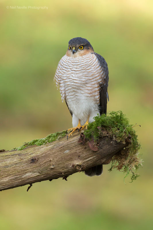  - Sparrowhawk