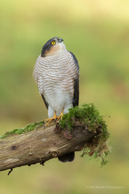  - Sparrowhawk