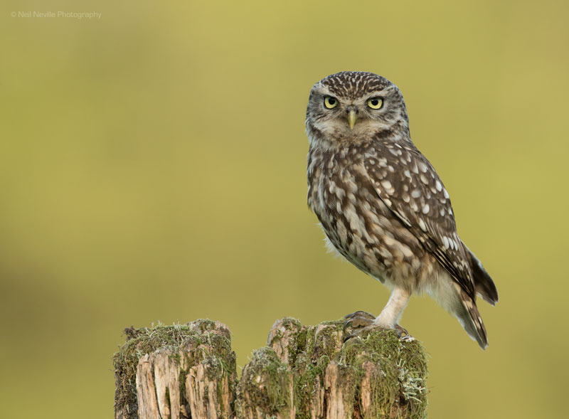  - Little Owl