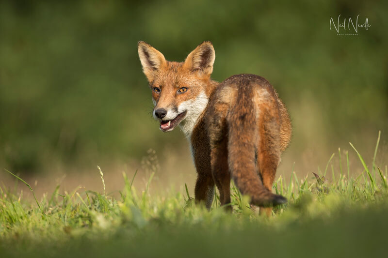  - Red Fox