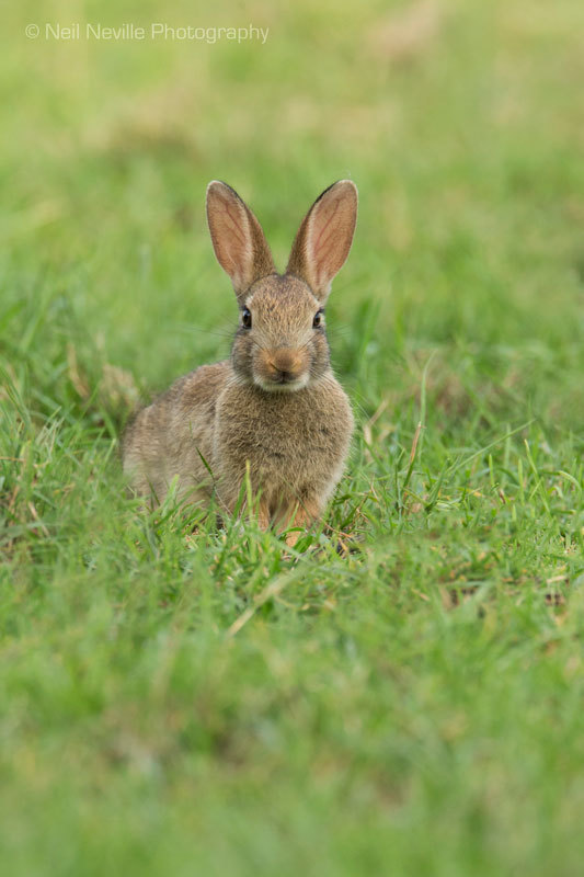  - Wild Rabbit