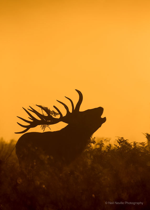  - Red Deer