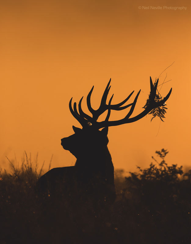  - Red Deer