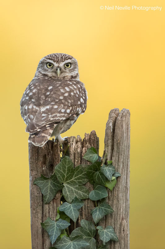  - Little Owl