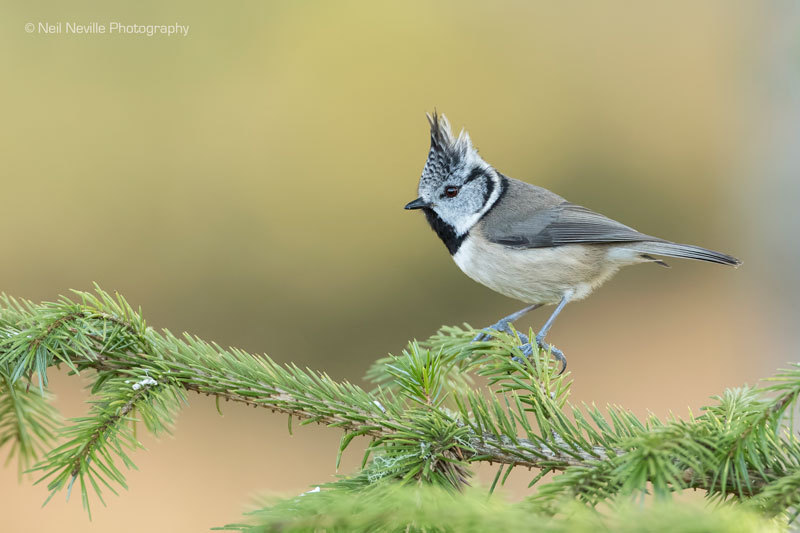  - Crested Tit