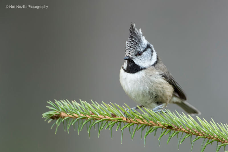  - Crested Tit
