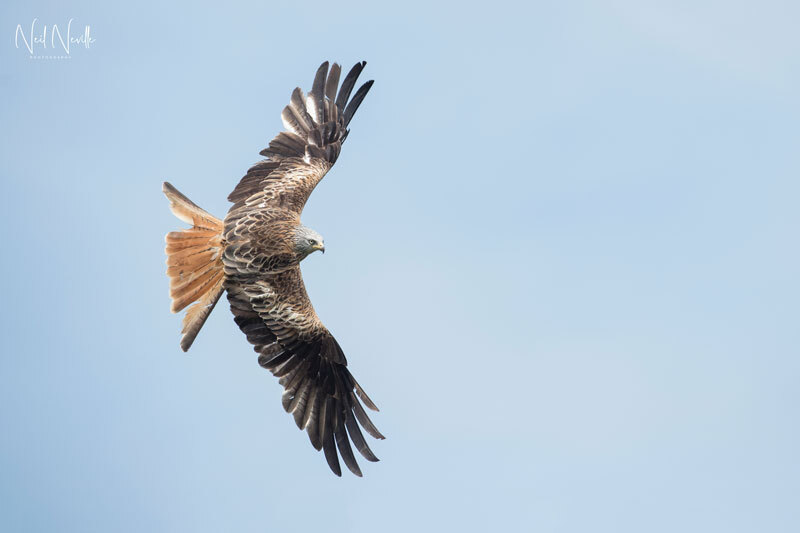  - Red Kite