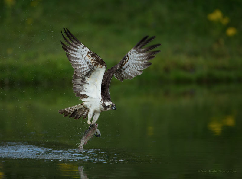  - Osprey