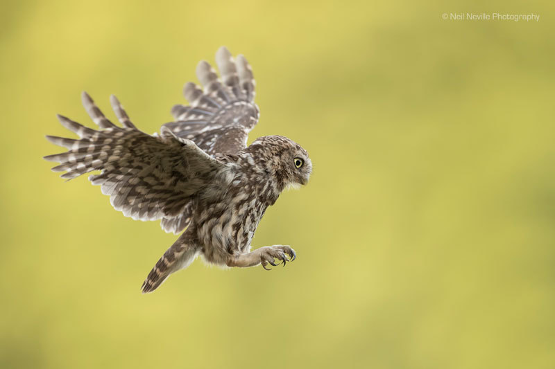  - Little Owl