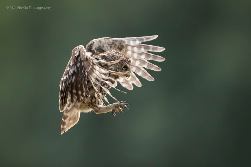  - Little Owl