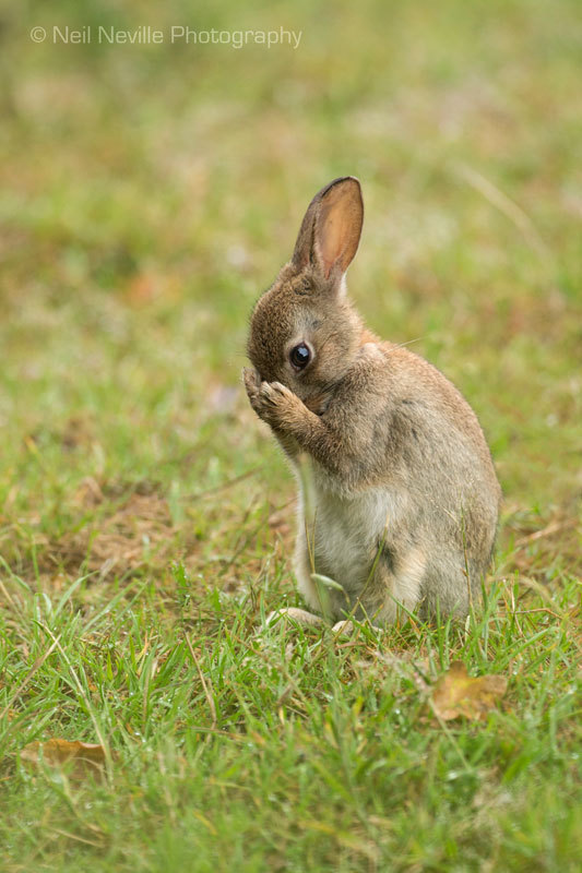  - Wild Rabbit