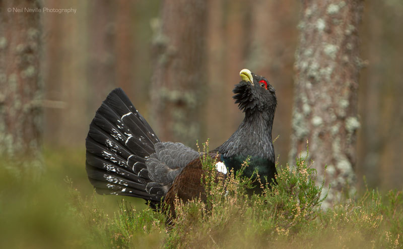  - Capercaillie