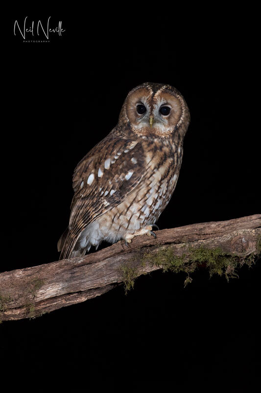  - Tawny Owl