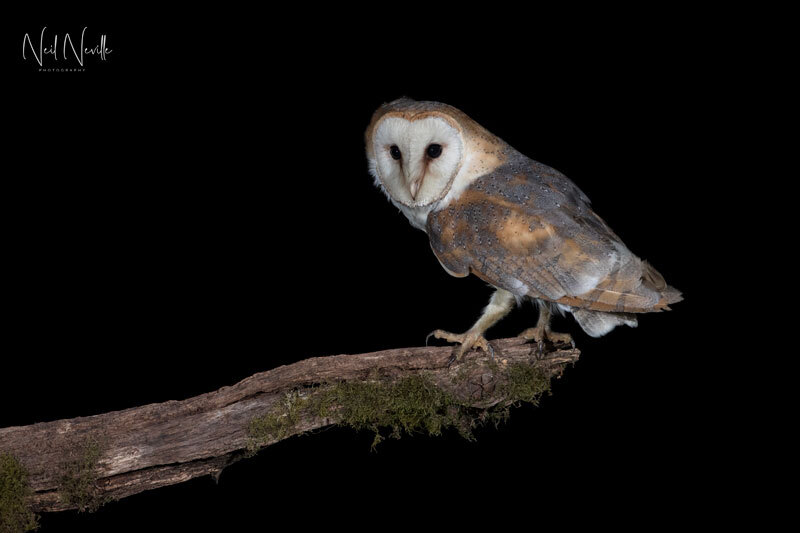  - Barn Owl