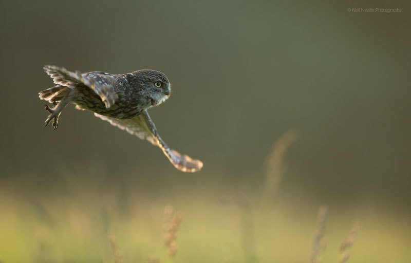  - Little Owl