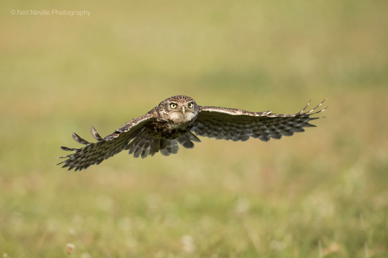  - Little Owl