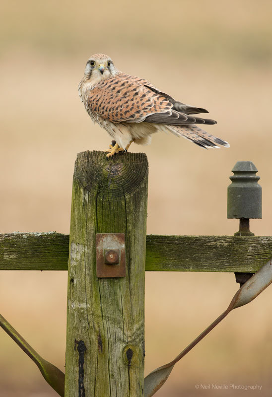  - Kestrel
