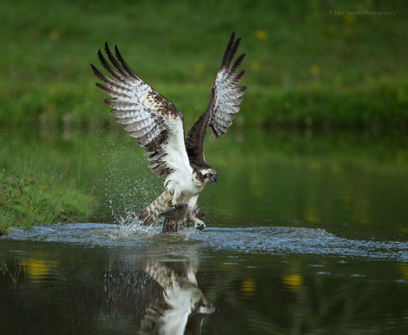  - Osprey