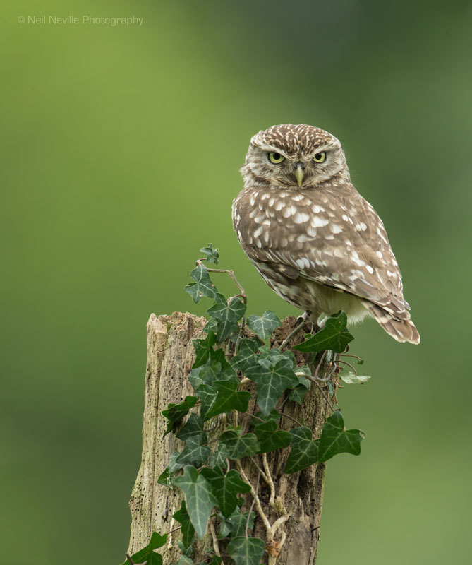  - Little Owl
