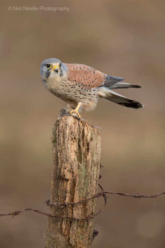  - Kestrel