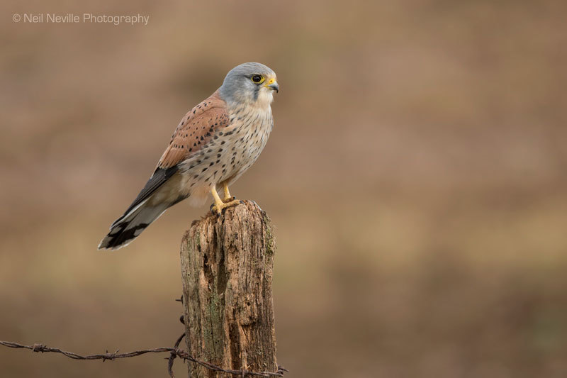  - Kestrel