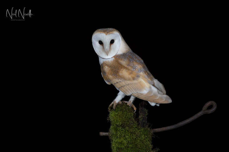  - Barn Owl