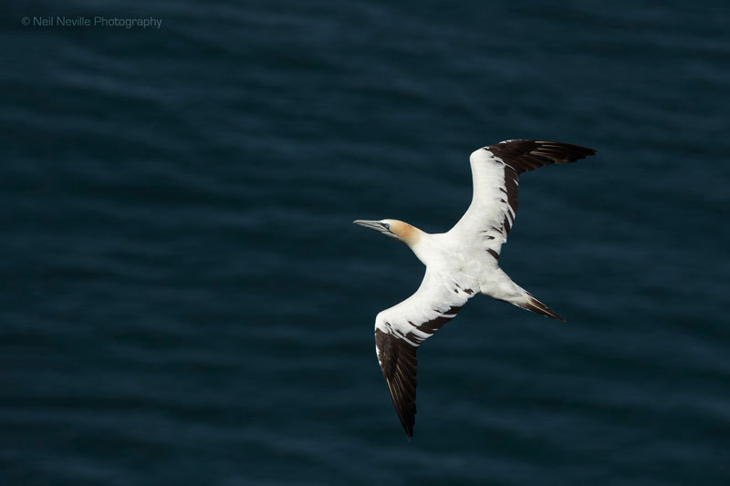  - Northern Gannet