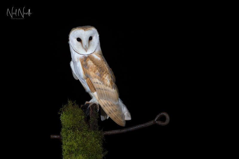  - Barn Owl