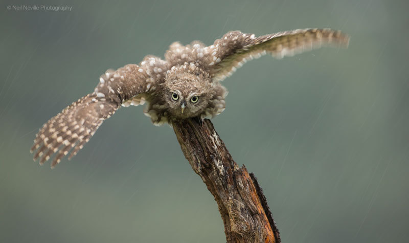  - Little Owl