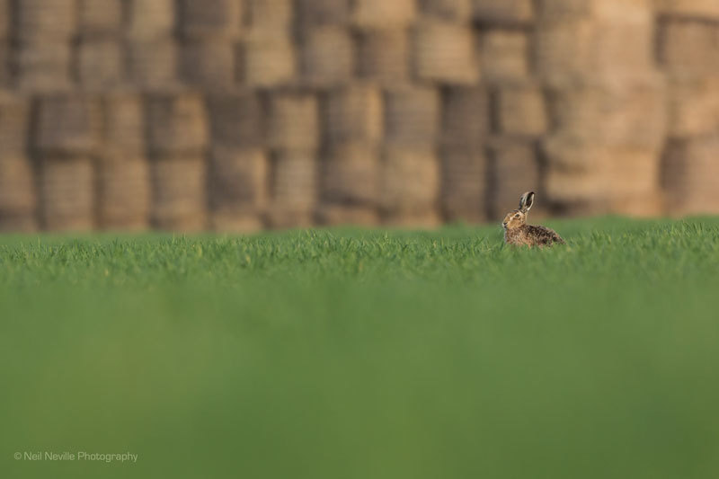  - Brown Hare