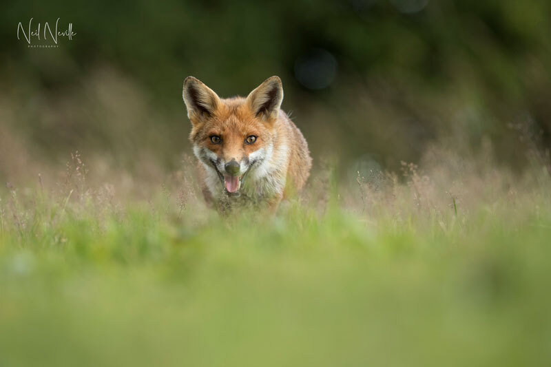  - Red Fox