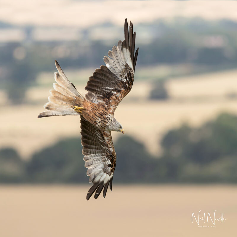  - Red Kite