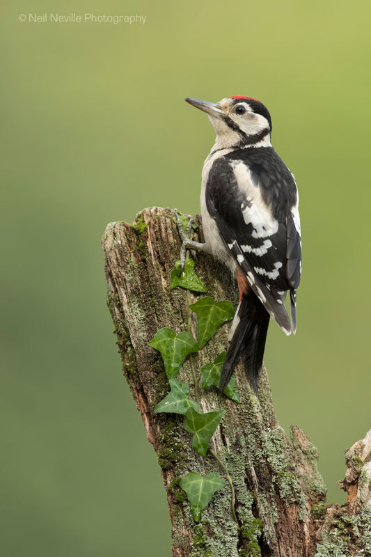  - Woodpeckers & Nuthatch