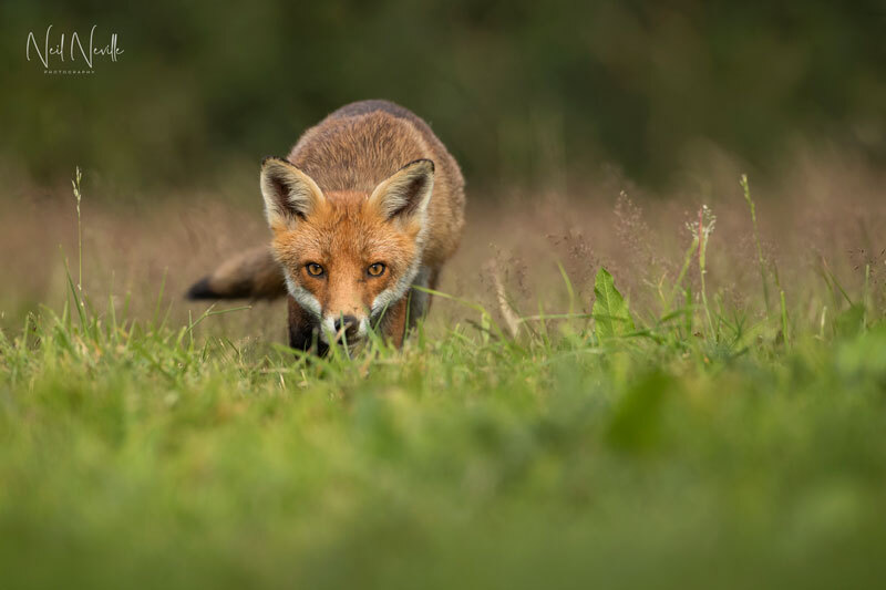  - Red Fox
