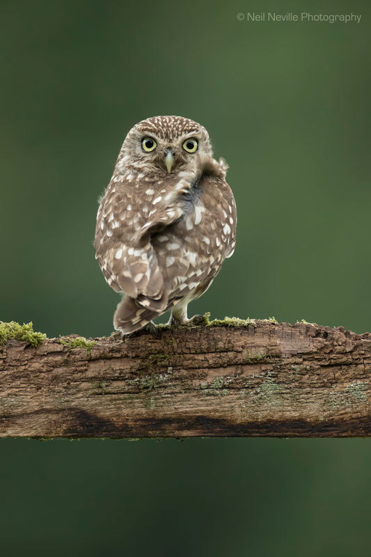  - Little Owl