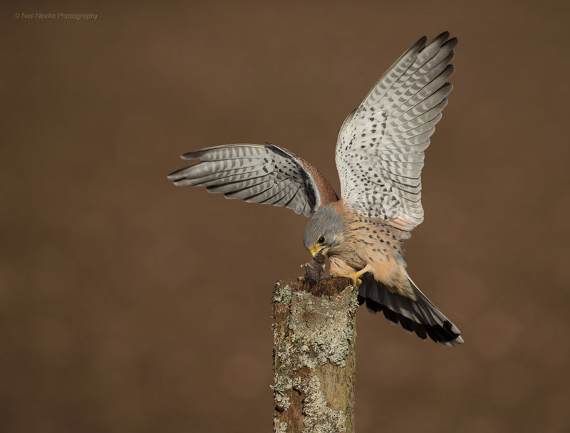  - Kestrel