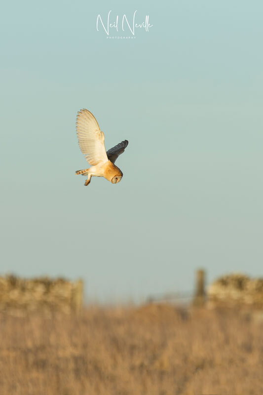  - Barn Owl