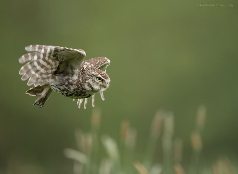  - Little Owl